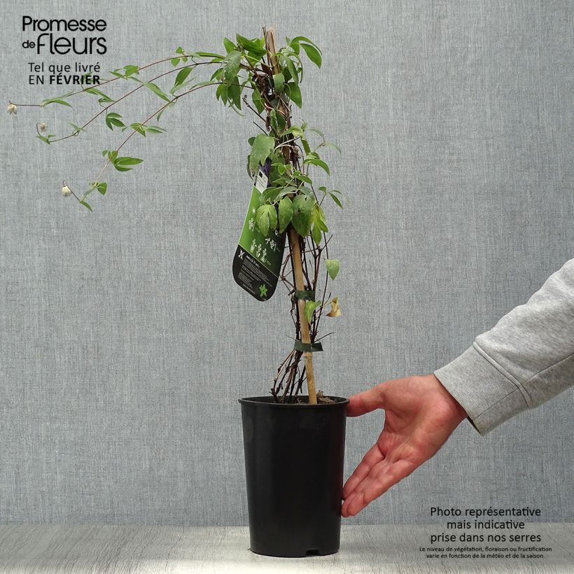 Clematis diversifolia Hudson River ®ZO 06137 2L/3L pot sample as delivered in autumn