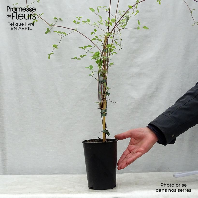 Clematis x viticella Huldine 2L/3L pot sample as delivered in spring