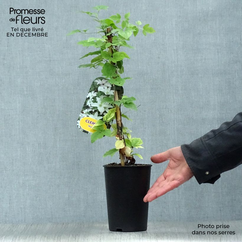 Clematis x viticella Huldine 2L/3L pot sample as delivered in winter