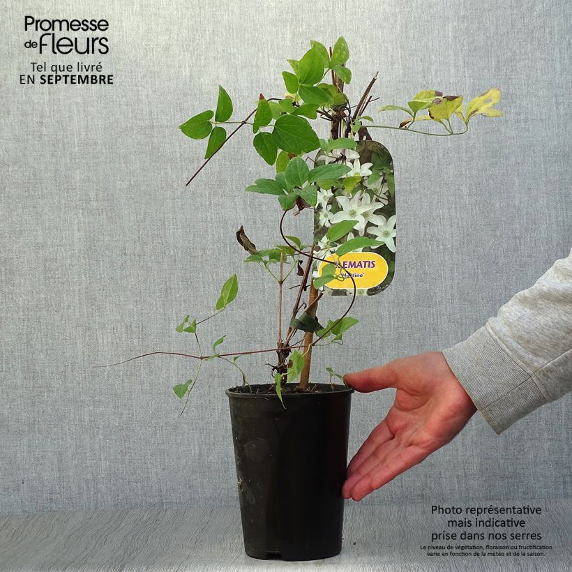 Clematis x viticella Huldine 2L/3L pot sample as delivered in autumn