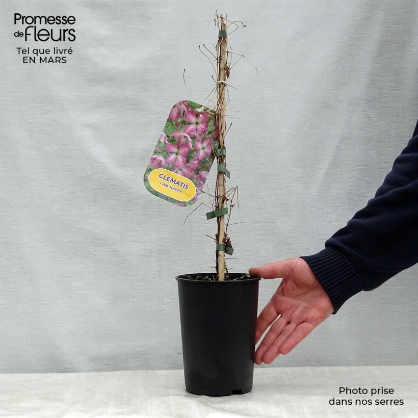 Clematis viticella I am Happy 2L/3L pot sample as delivered in spring