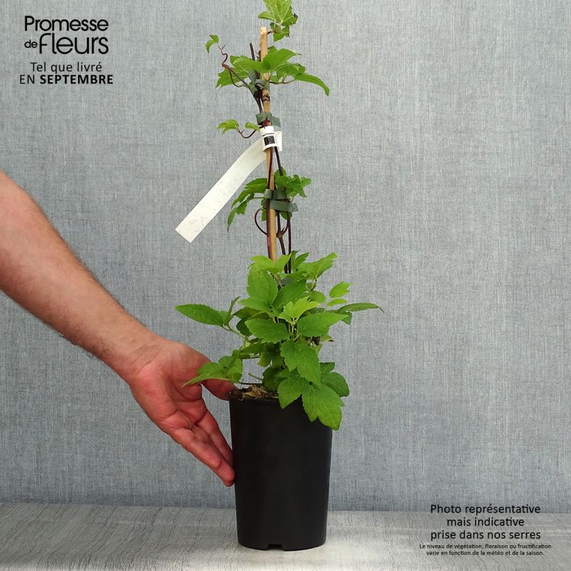 Clematis atragene I am Red Robin 2L/3L pot sample as delivered in autumn