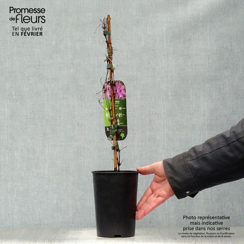 Clematis patens Isabella (Zo12220) 2L/3L pot sample as delivered in winter