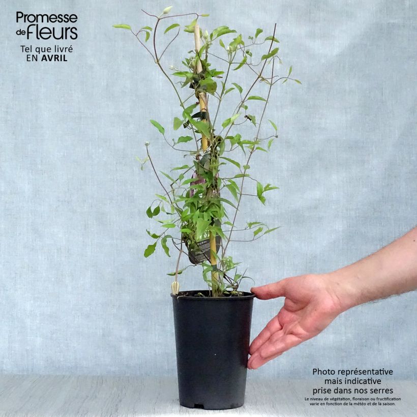 Clematis patens Isabella (Zo12220) 2L/3L pot sample as delivered in spring