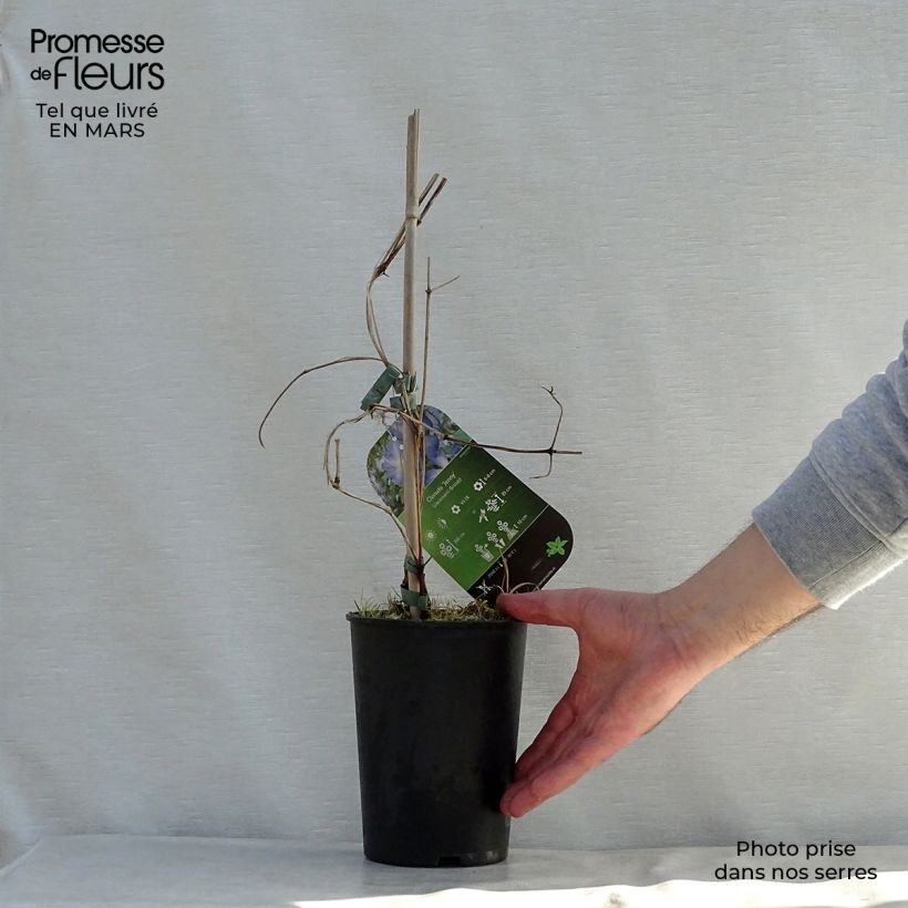 Clematis jackmanii Jenny 2L/3L pot sample as delivered in spring