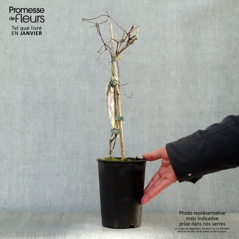 Clematis jackmanii Jenny 2L/3L pot sample as delivered in winter