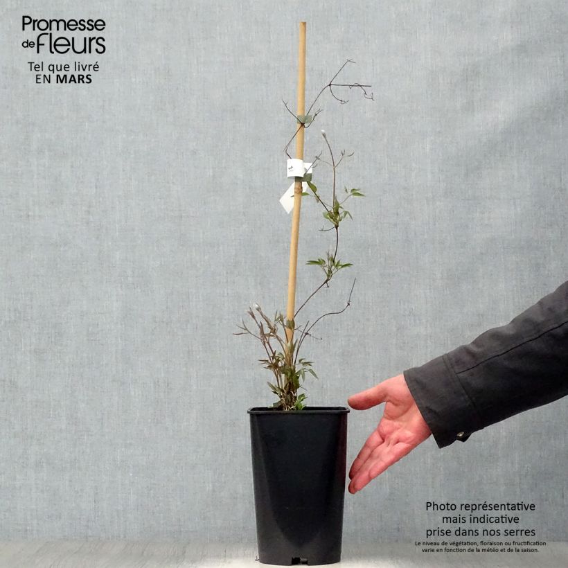 Clematis patens Joséphine - Early Large-flowered Clematis 2L/3L pot sample as delivered in spring