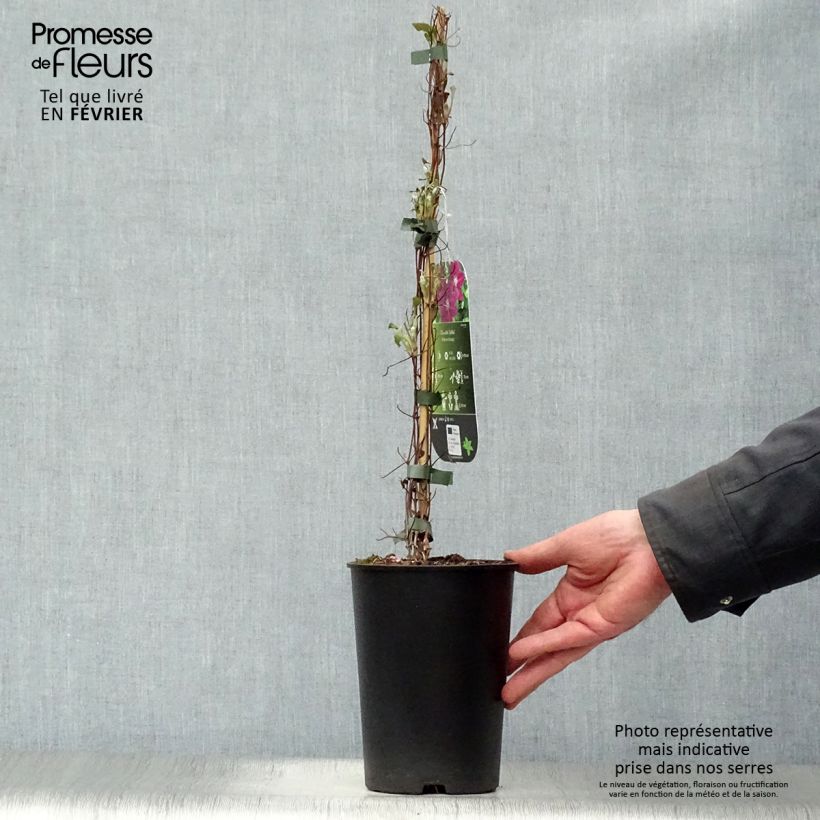 Clematis Julka 1.5L/2L pot sample as delivered in winter