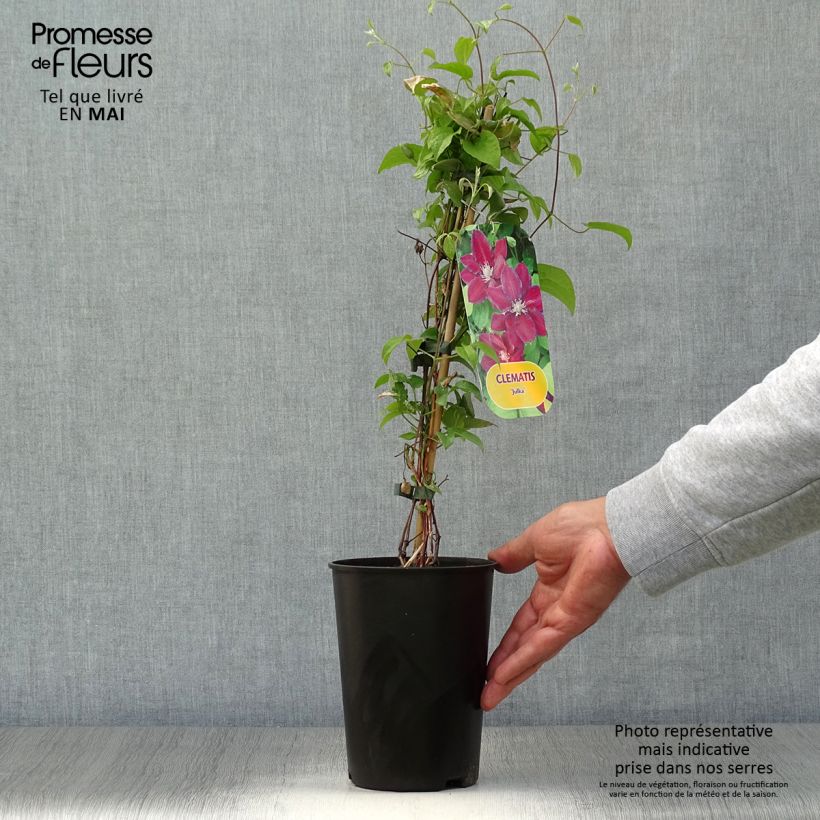 Clematis Julka 1.5L/2L pot sample as delivered in spring
