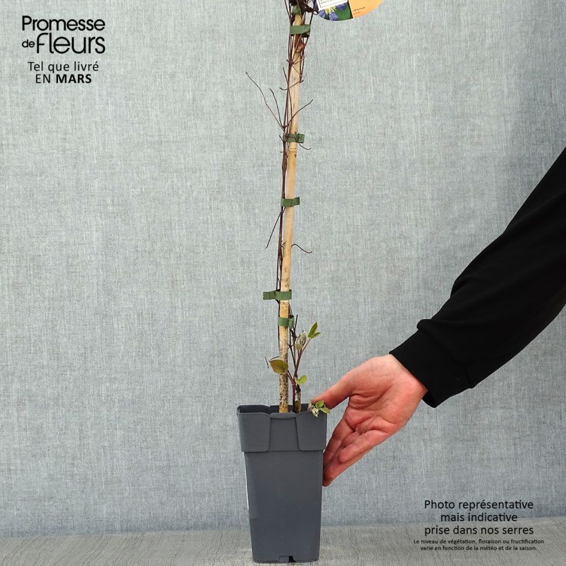 Clematis Juuli 2L/3L pot sample as delivered in winter