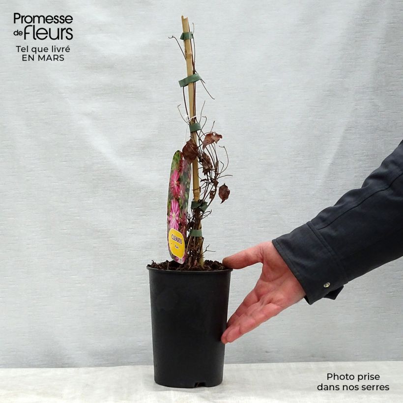Clematis patens Kaen 2L/3L pot sample as delivered in spring