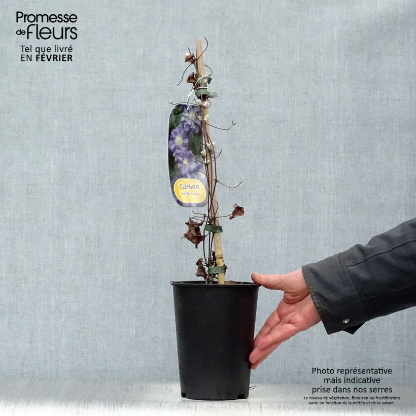 Clematis patens Kiri Te Kanawa 2L/3L pot sample as delivered in winter