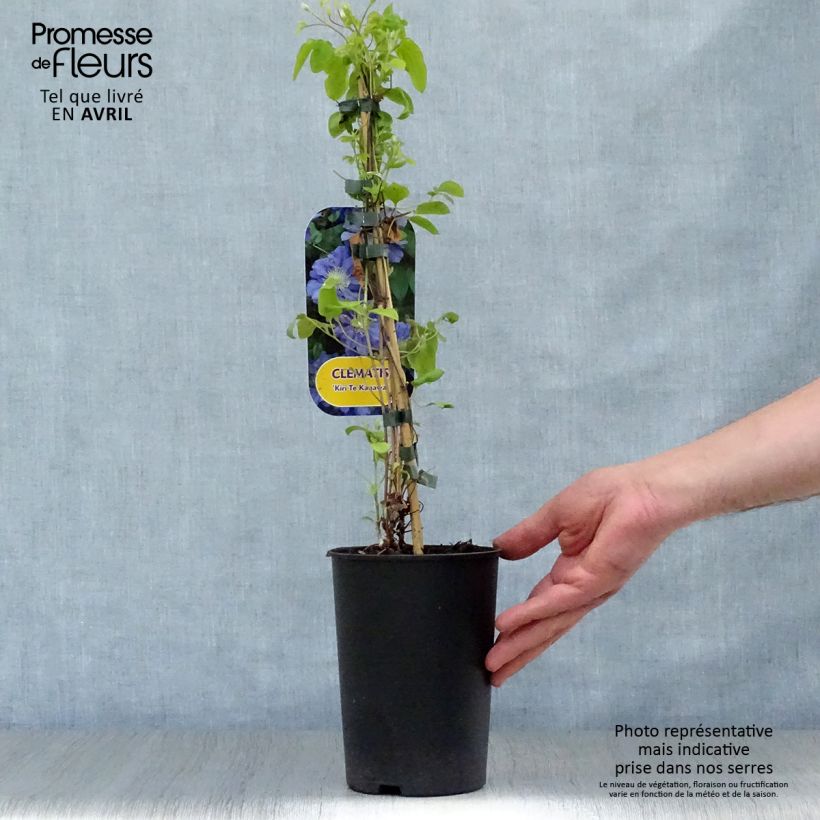 Clematis patens Kiri Te Kanawa 2L/3L pot sample as delivered in spring