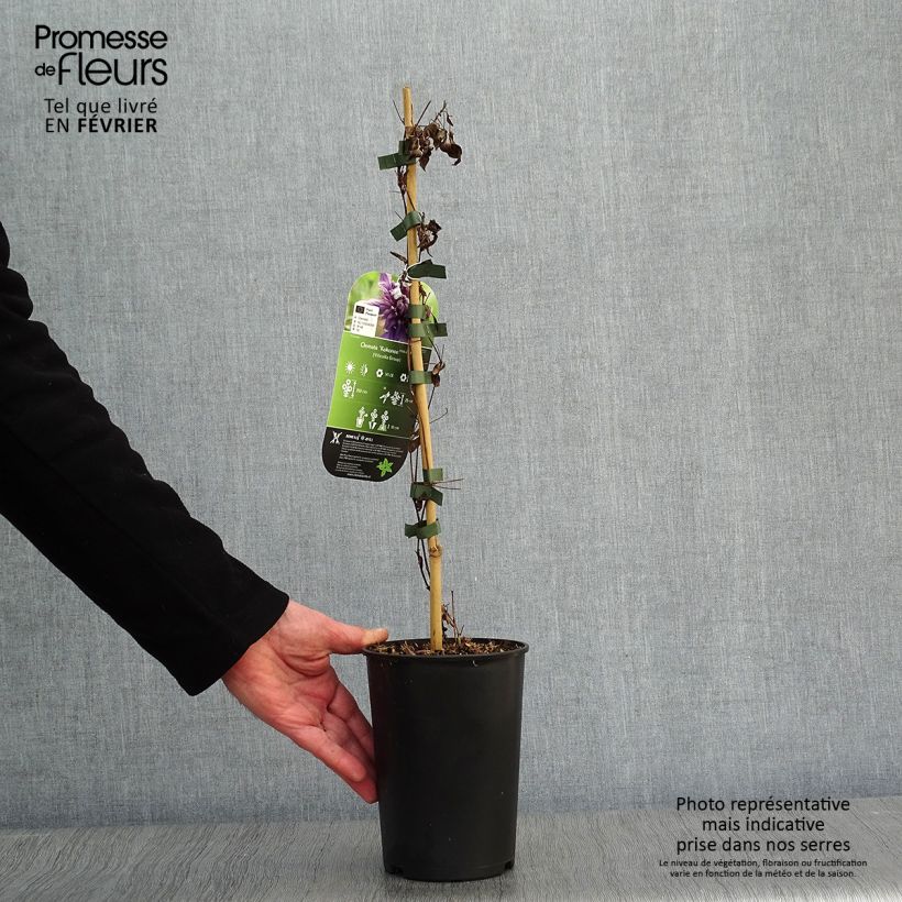 Clematis  Kokonoe 2L/3L pot sample as delivered in winter