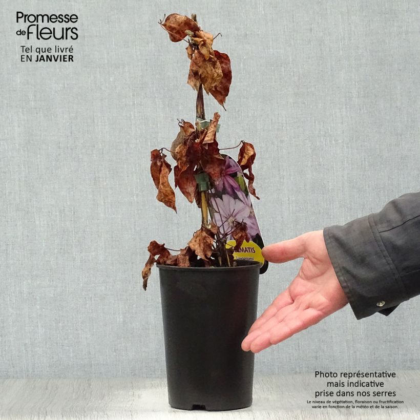 Clematis lanuginosa Lawsoniana 1.5L/2L pot sample as delivered in winter