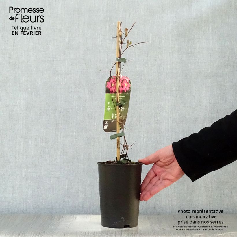 Clematis Little Mermaid 2L/3L pot sample as delivered in winter