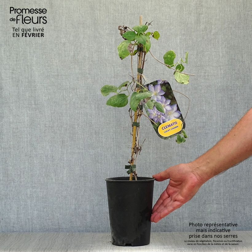 Clematis Lucky Charm 2L/3L pot sample as delivered in autumn