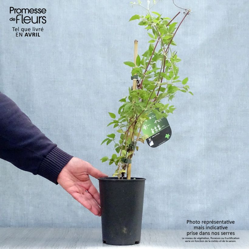 Clematis Margaret Hunt 1.5L/2L pot sample as delivered in spring