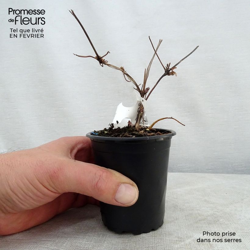 Clematis x patens Miss Bateman 8/9 cm pot sample as delivered in winter