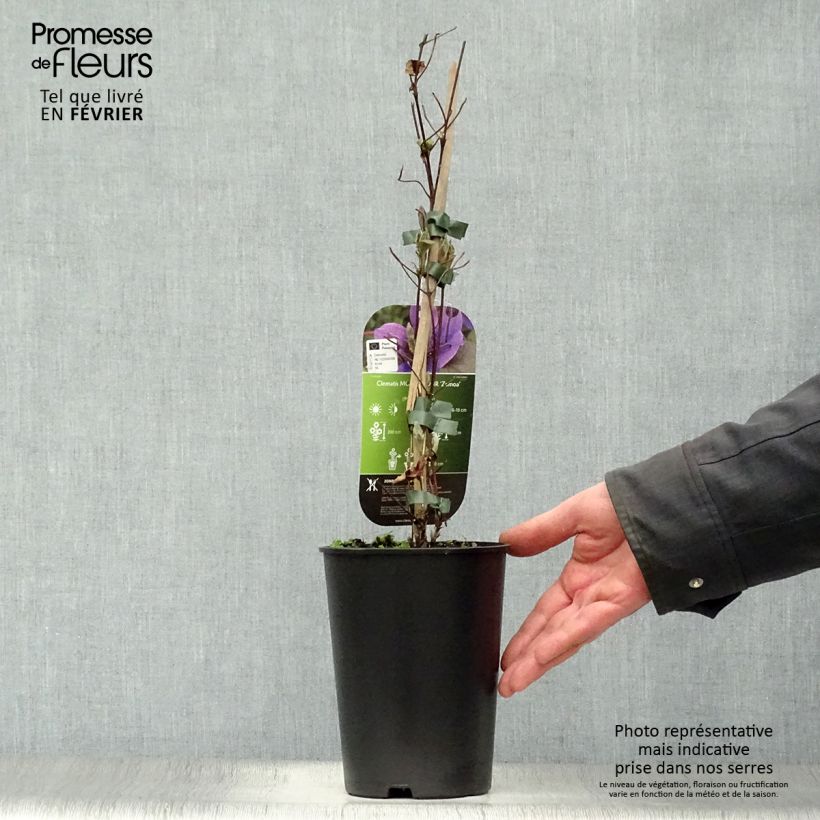Clematis  Mon Amour 2L/3L pot sample as delivered in winter
