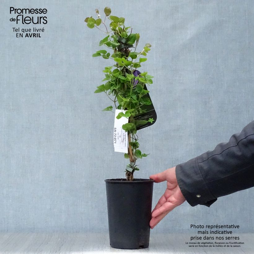 Clematis  Mon Amour 2L/3L pot sample as delivered in spring