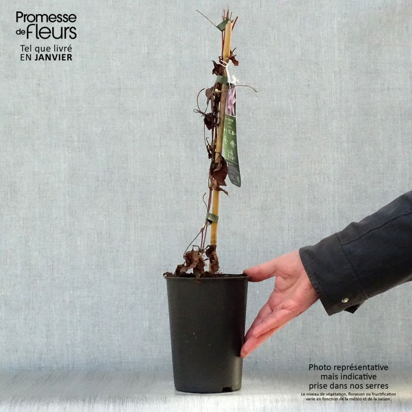 Clematis Morning Star 2L/3L pot sample as delivered in winter