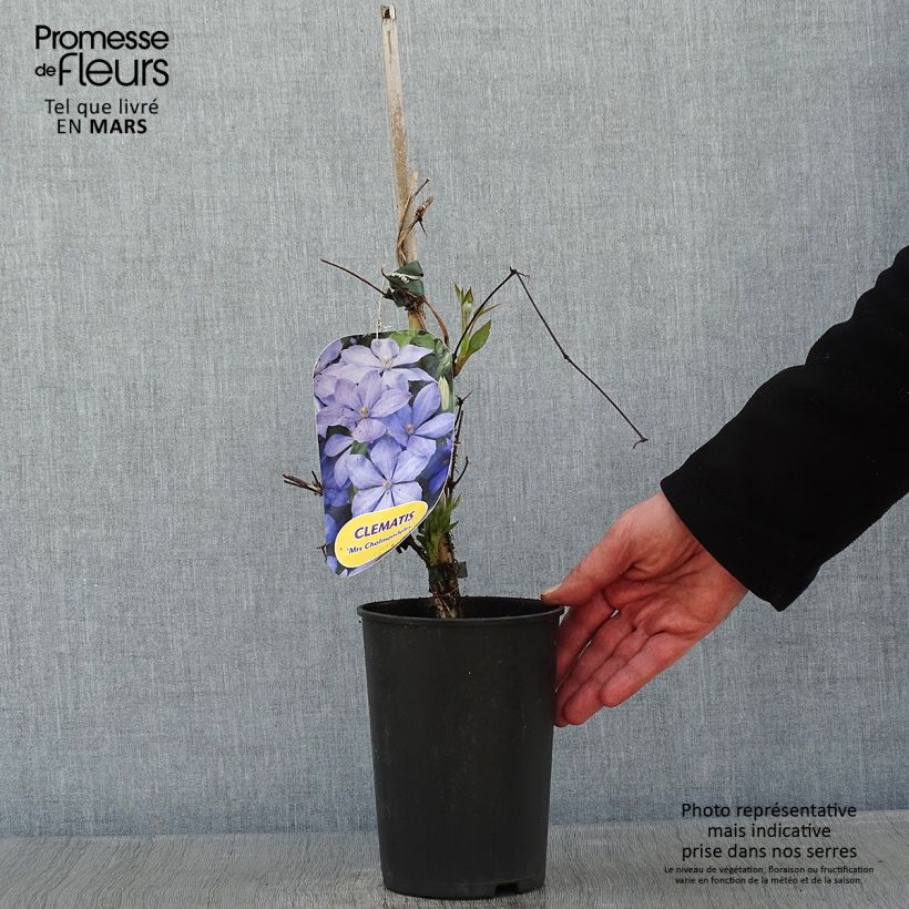 Clematis Mrs Cholmondeley 1.5L/2L pot sample as delivered in winter