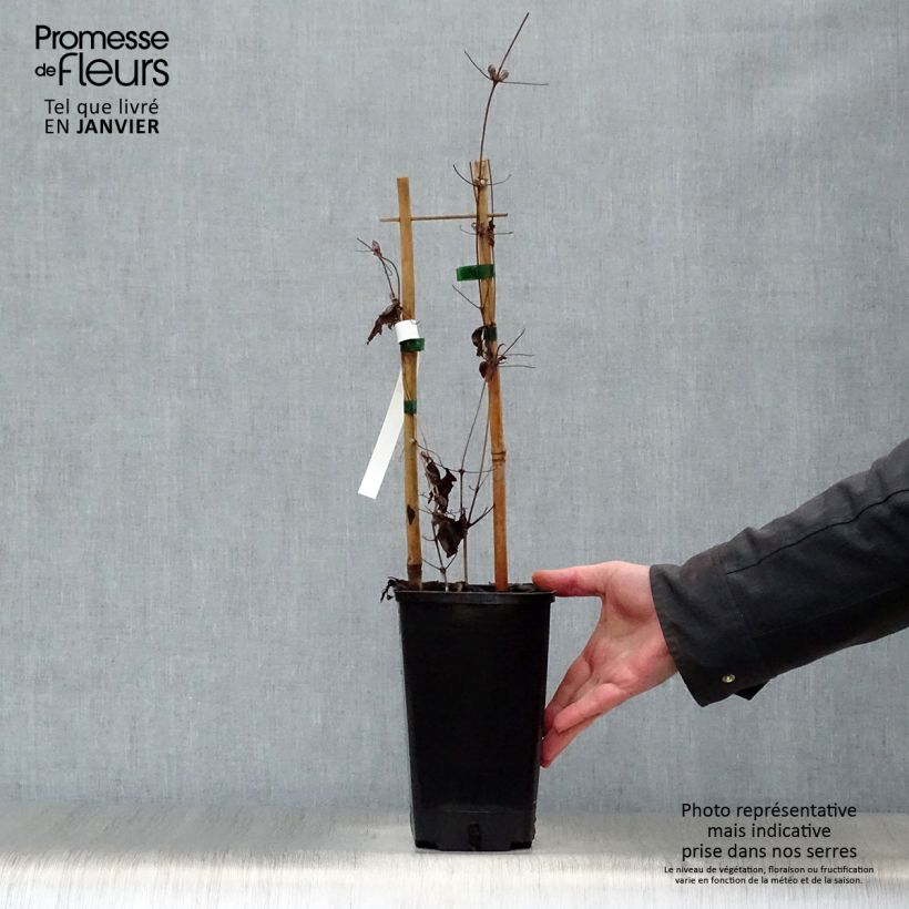 Clematis Mrs George Jackman 2L/3L pot sample as delivered in winter