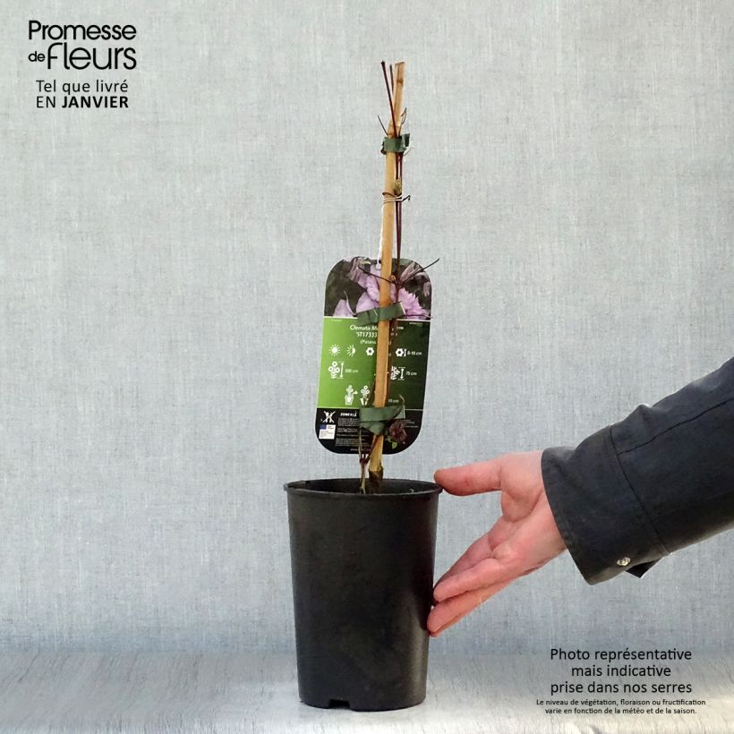 Clematis Multi Pink 2L/3L pot sample as delivered in winter