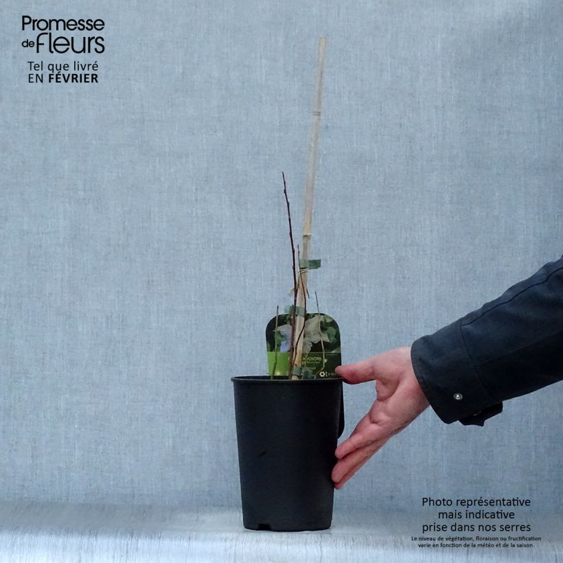 Clematis patens Myosotis 2L/3L pot sample as delivered in winter