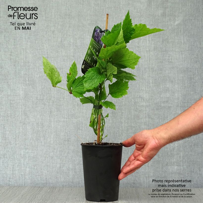 Clematis New Love 2L/3L pot sample as delivered in spring