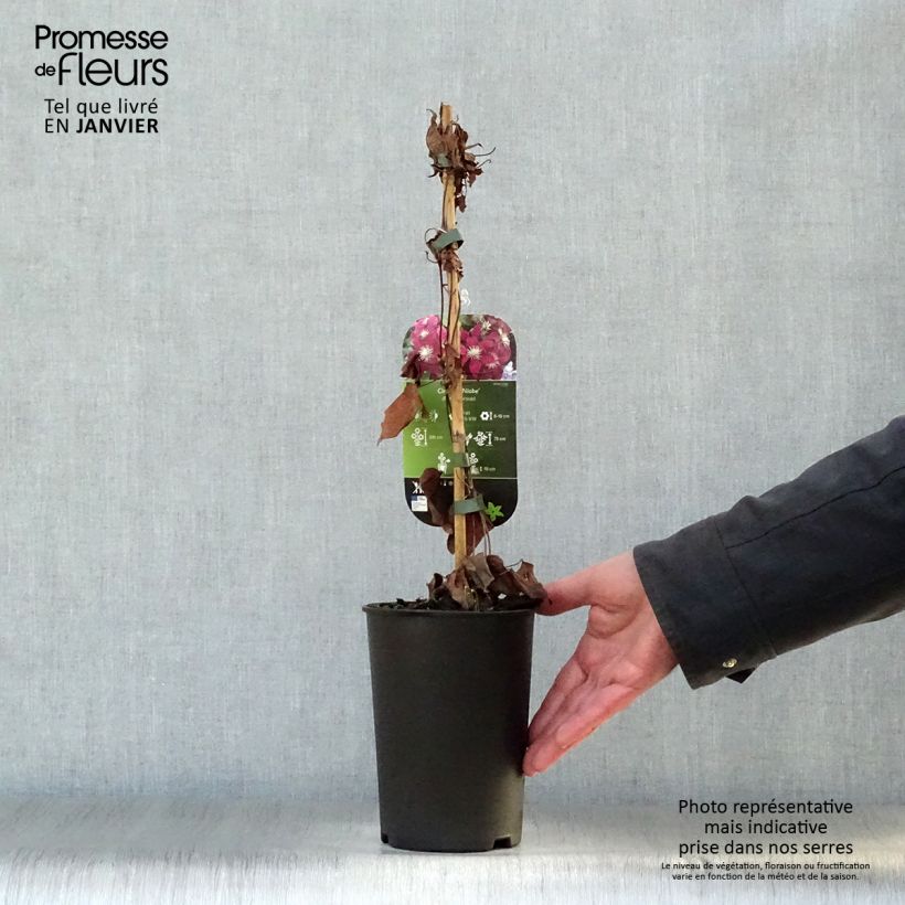 Clematis Niobe 2L/3L pot sample as delivered in winter