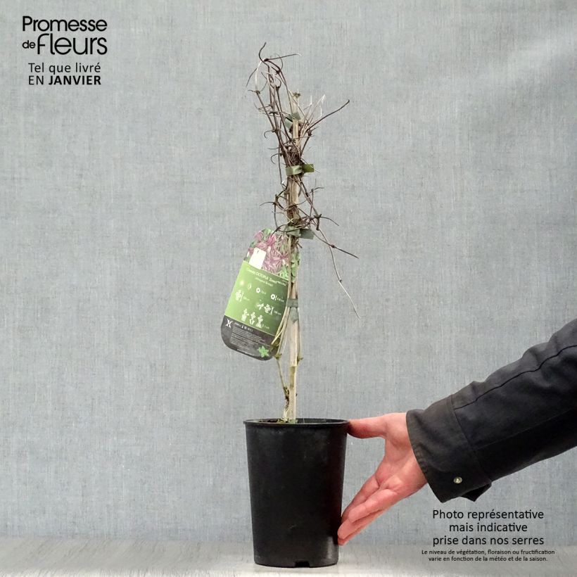 Clematis Octopus 2L/3L pot sample as delivered in winter