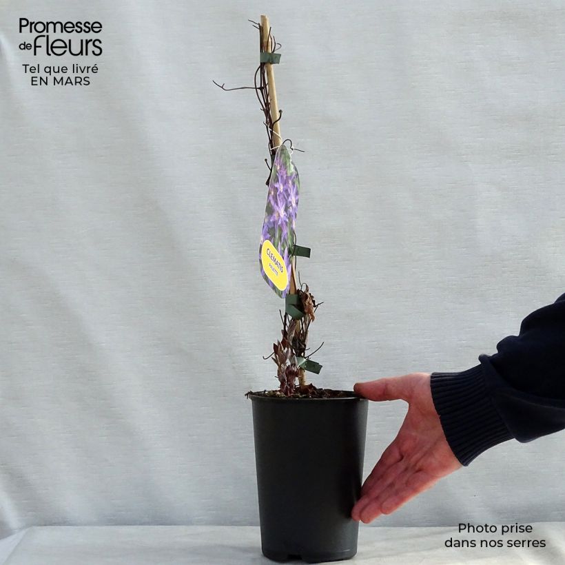 Clematis Palette 2L/3L pot sample as delivered in spring