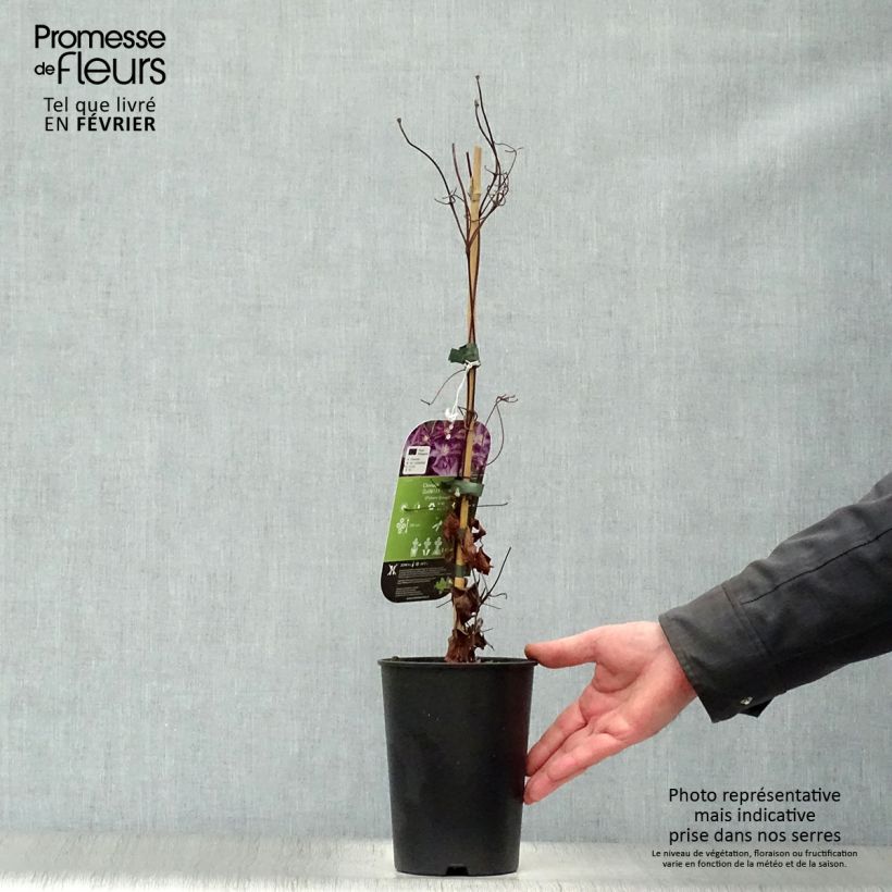 Clematis Palette 2L/3L pot sample as delivered in winter
