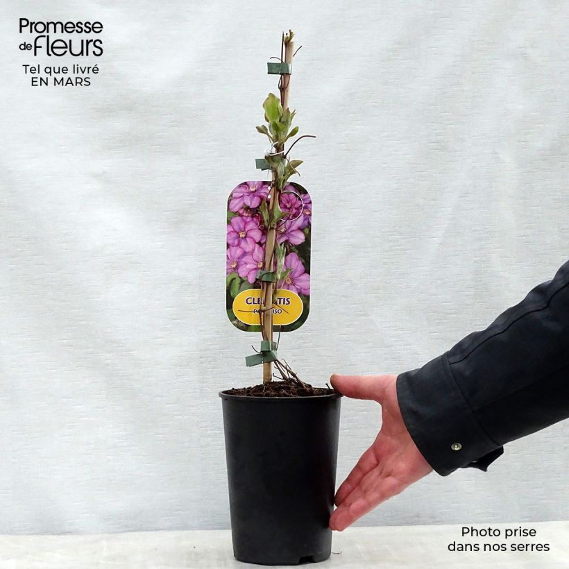 Clematis Paradiso 2L/3L pot sample as delivered in spring