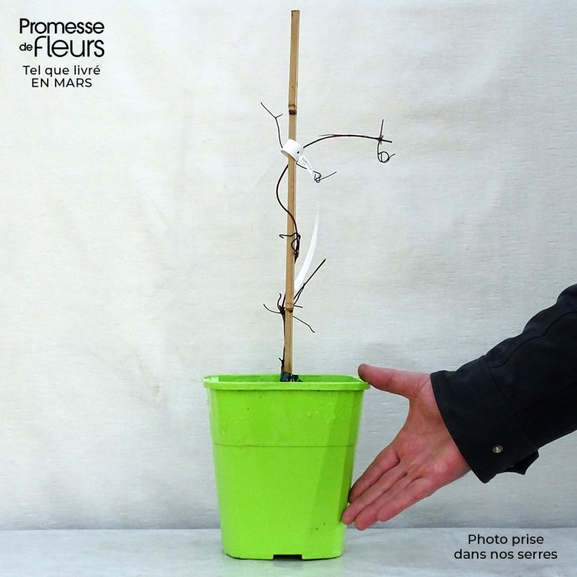 Clematis Patricia Ann Fretwell 1.5L/2L pot sample as delivered in spring