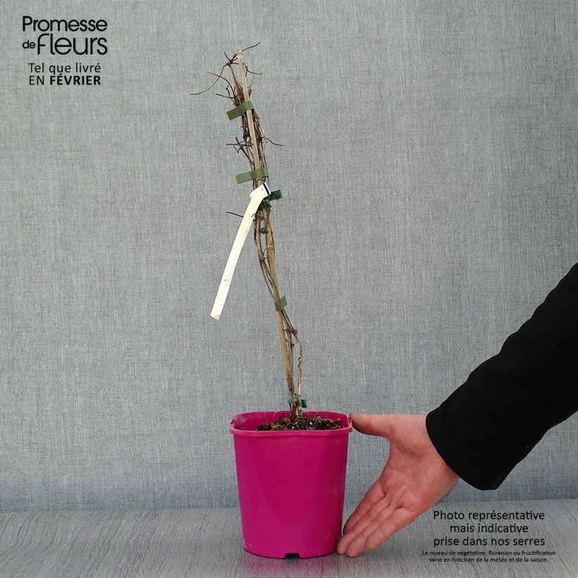 Clematis Patricia Ann Fretwell 1.5L/2L pot sample as delivered in winter