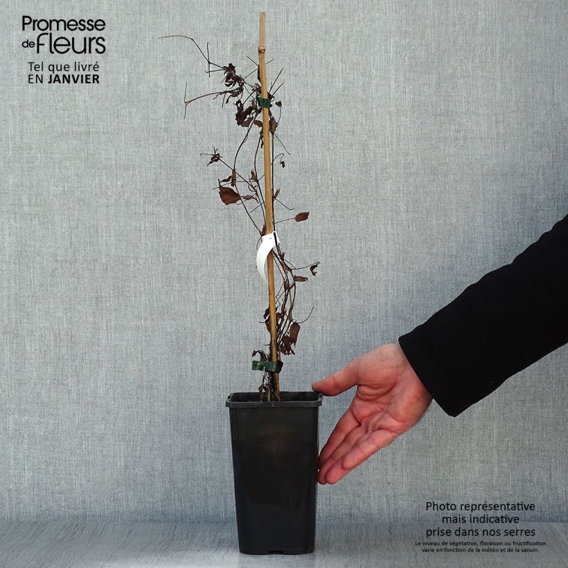 Clematis Picardy 1.5L/2L pot sample as delivered in winter