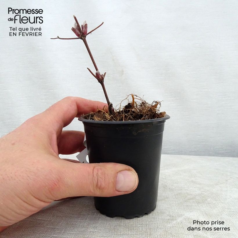 Clematis patens Piilu 8/9 cm pot sample as delivered in winter