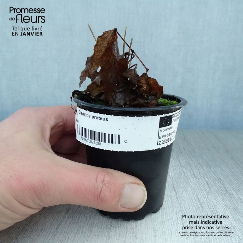 Clematis patens Proteus 8/9 cm pot sample as delivered in winter