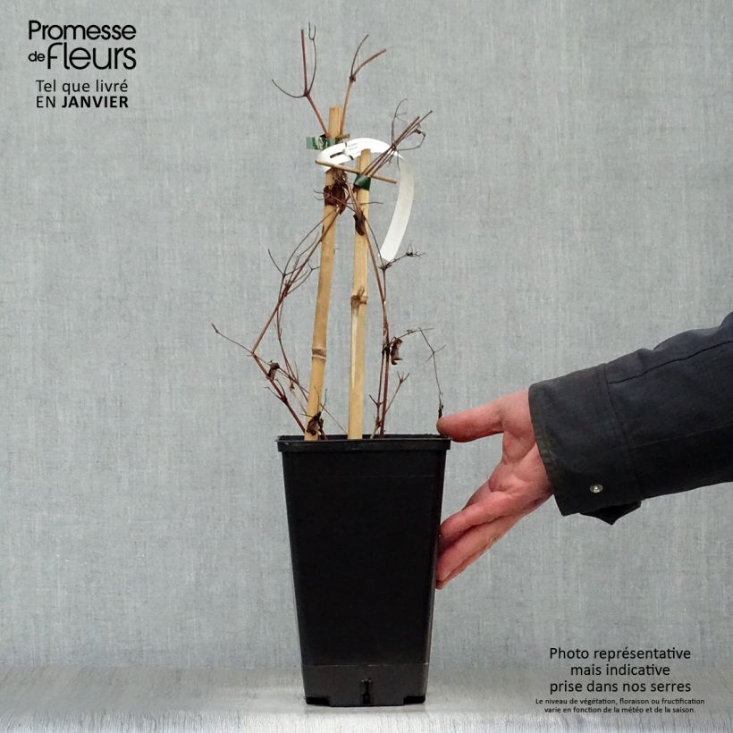 Clematis patens 'Rebecca' 2L/3L pot sample as delivered in winter