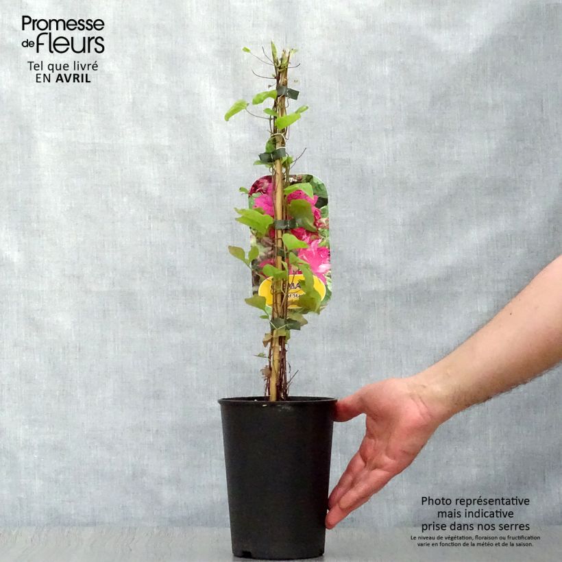 Clematis Red Star 1.5L/2L pot sample as delivered in spring