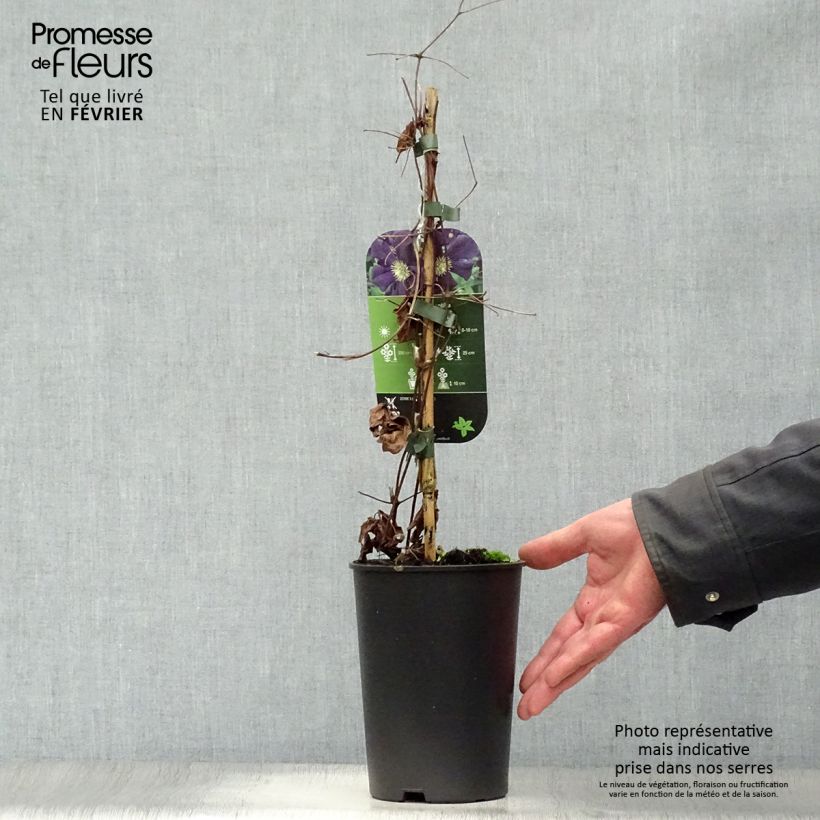 Clematis Romantika 2L/3L pot sample as delivered in winter