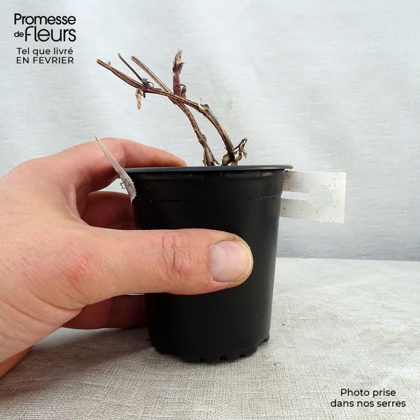 Clematis jackmanii Rouge Cardinal 8/9 cm pot sample as delivered in winter