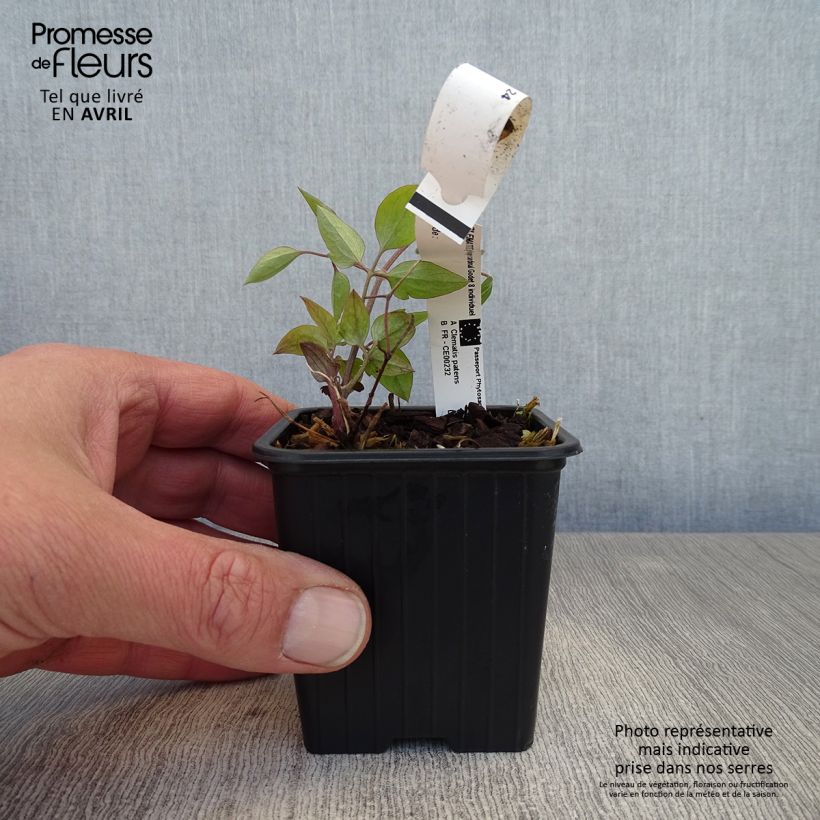 Clematis jackmanii Rouge Cardinal 8/9 cm pot sample as delivered in spring