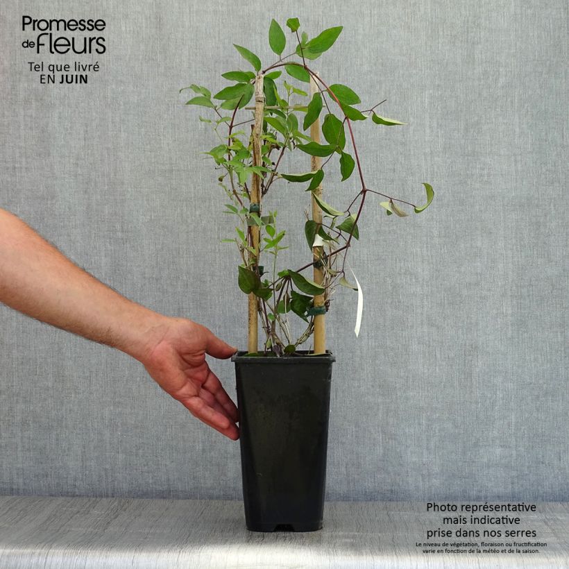 Clematis diversifolia Saphyra 2L/3L pot sample as delivered in spring