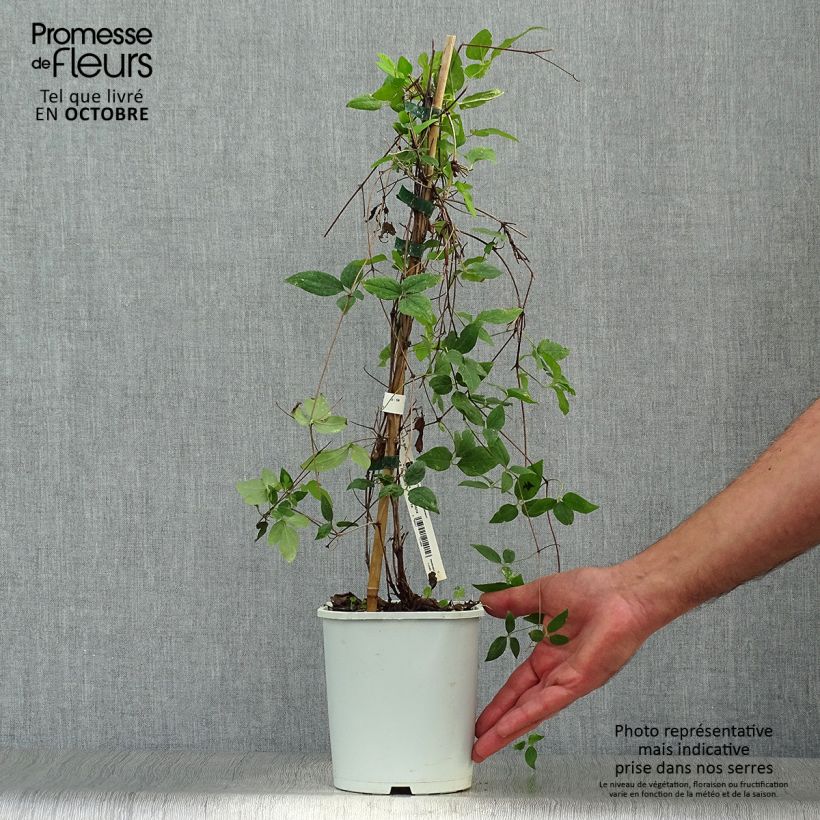 Clematis x patens Sen no Kaze 2L/3L pot sample as delivered in autumn