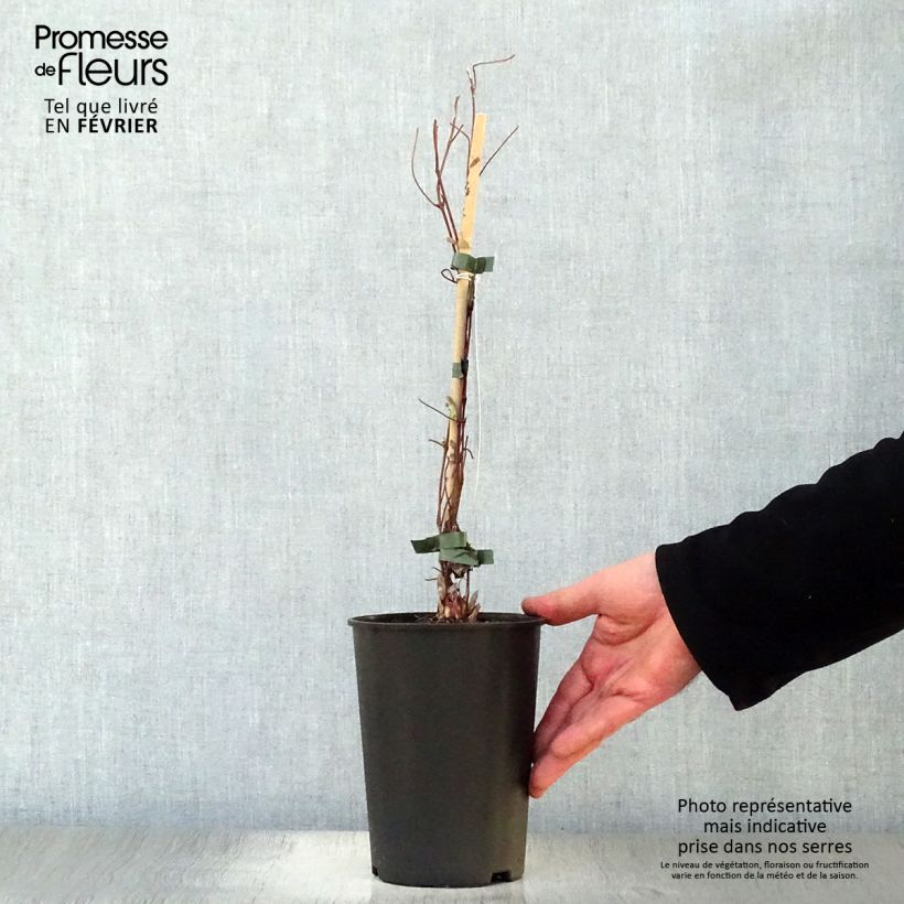 Clematis patens Shin-Shigyoku 2L/3L pot sample as delivered in winter