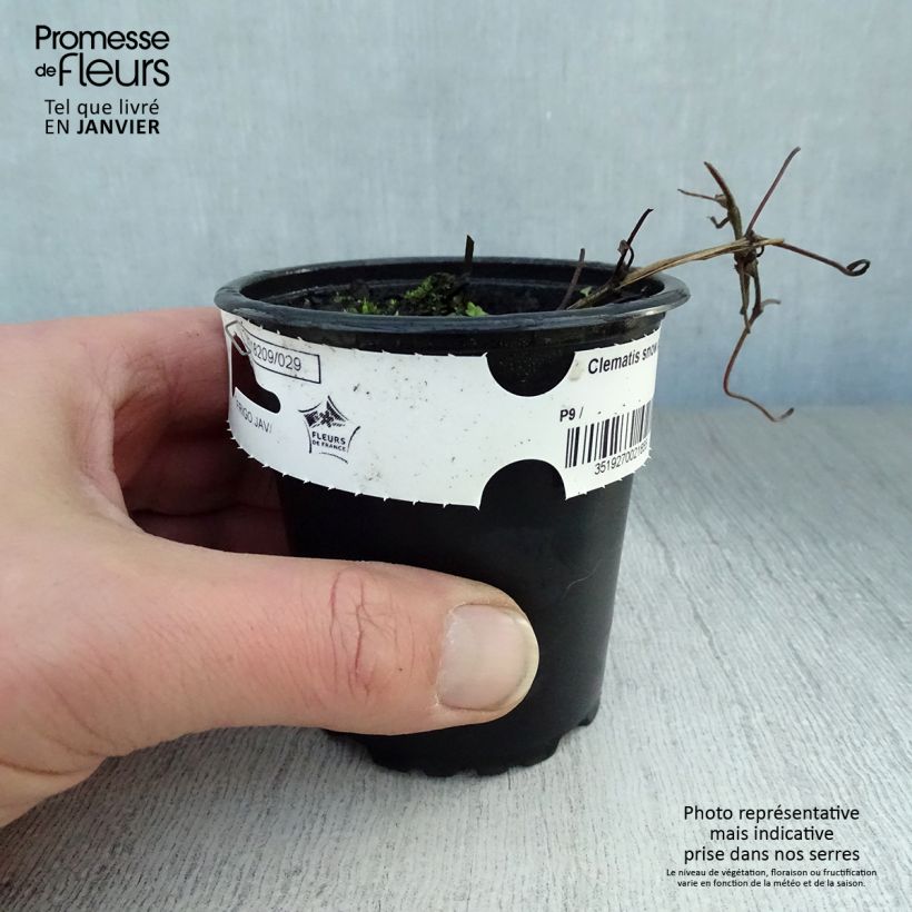 Clematis patens Snow Queen 8/9 cm pot sample as delivered in winter